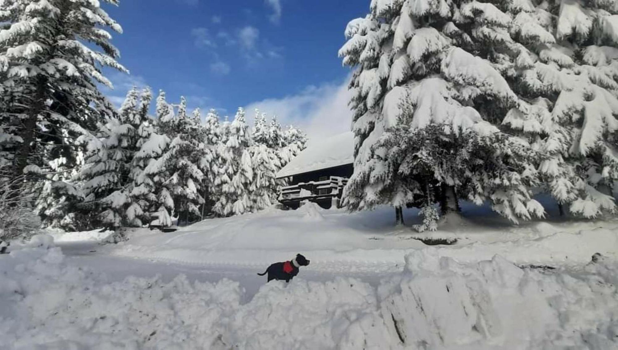 Rogla - Chalet Mojca Pokrajculja Zreče Exterior foto
