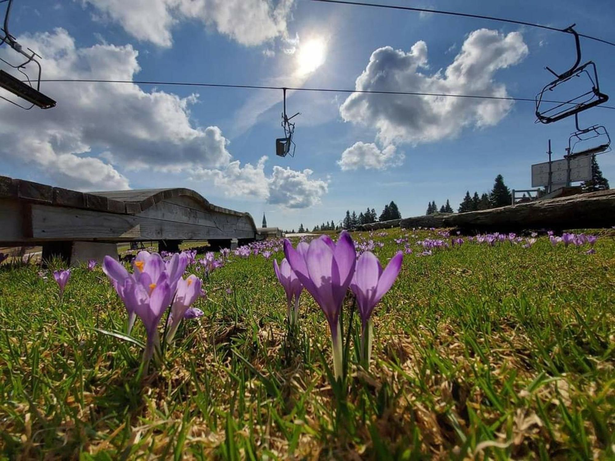 Rogla - Chalet Mojca Pokrajculja Zreče Exterior foto